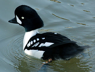 <span class="mw-page-title-main">Barrow's goldeneye</span> Species of bird