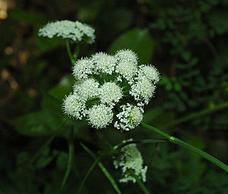 <i>Bunium</i> Genus of flowering plants