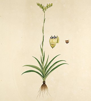 <span class="mw-page-title-main">Burmanniales</span> Extinct order of flowering plants