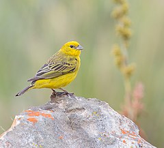 ♂ Sicalis citrina