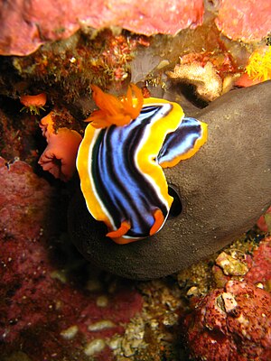 Image of Nudibranch, Chromodoris magnifica, taken at Batangas, Philippines