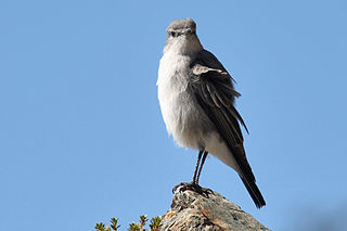 Cinereous ground tyrant Species of bird