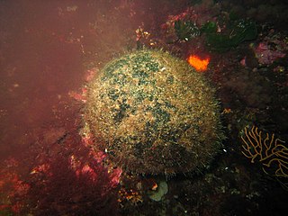 <i>Codium bursa</i> Species of alga