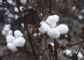 Cotton plant fiber from the genus Gossypium