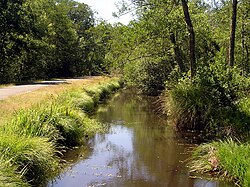 Craste (drainage ditch) in Pays de Born