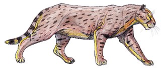 <i>Dinofelis</i> Extinct genus of carnivores