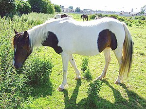 Mare in Clonmel.