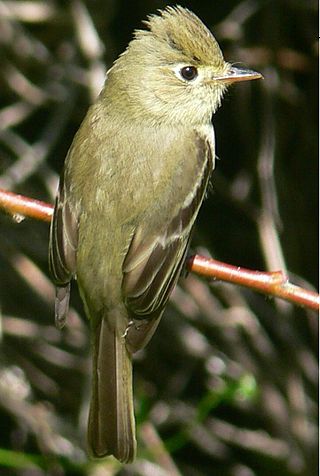 <span class="mw-page-title-main">Western flycatcher</span> Species of bird