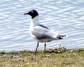 <span class="mw-page-title-main">Franklin's gull</span> Species of bird