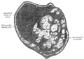 Section of small lymph node of rabbit.