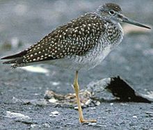 Greater yellowlegs GreaterYellowlegs23.jpg