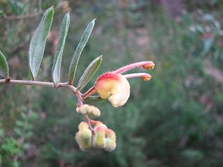 <i>Grevillea celata</i> Species of plant in the family Proteaceae endemic to Victoria, Australia