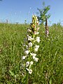 Gymnadenia odoratissima white colour Germany - Silberberg (Enzkreis)