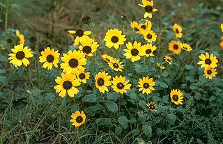 <i>Helianthus petiolaris</i> Species of sunflower