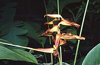 Heliconia irrasa