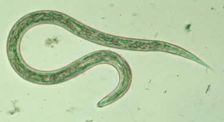 <i>Ancylostoma duodenale</i> Species of the roundworm genus Ancylostoma