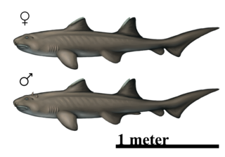 <i>Hybodus</i> Extinct genus of shark-like hybodont