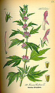 <i>Leonurus</i> Genus of plants in the family Lamiaceae