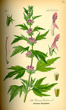 Illustration Leonurus cardiaca0.jpg