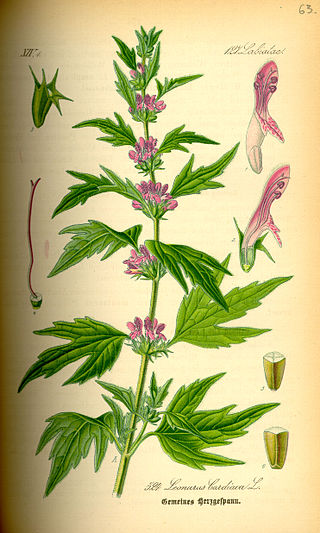 <i>Leonurus</i> Genus of plants in the family Lamiaceae