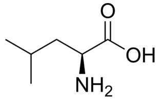 <span class="mw-page-title-main">Maple syrup urine disease</span> Autosomal recessive metabolic disorder