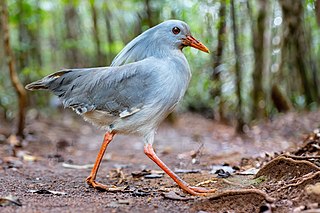 <span class="mw-page-title-main">Kagu</span> Species of bird