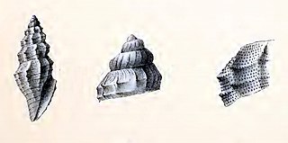 <i>Kurtziella acanthodes</i> Species of gastropod