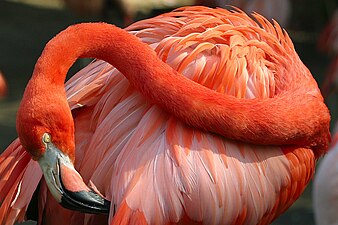 Roosaflamingo Phoenicopterus roseus