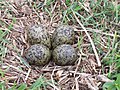 Masked Lapwing Eggs.jpg