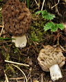 Morchella spongiola