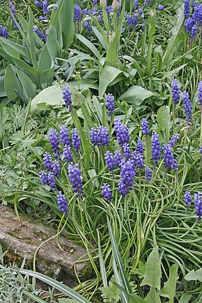 Description de l'image Muscari neglectum.jpg.