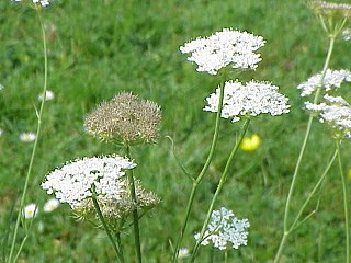 <i>Oenanthe pimpinelloides</i> Species of flowering plant