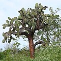 Opuntia echios var. echios