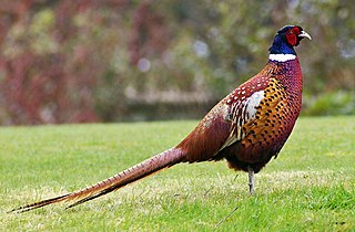 <span class="mw-page-title-main">Pheasant</span> Bird in family Phasianidae