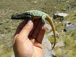 <i>Phymaturus</i> Genus of lizards