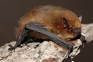 <span class="mw-page-title-main">Soprano pipistrelle</span> Species of bat