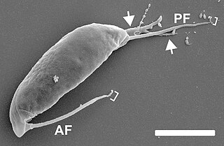 <span class="mw-page-title-main">Apusomonadidae</span> Group of microorganisms with two flagella