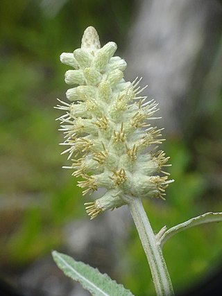 <i>Pterocaulon pycnostachyum</i>