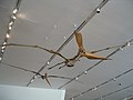 Кістяк Pteranodon sternbergi