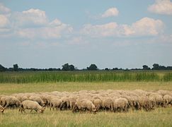 Troupeau de moutons dans la steppe