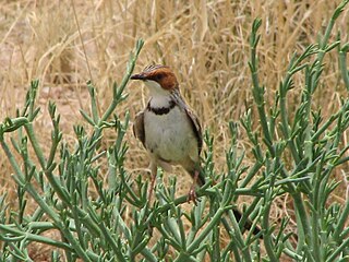 <span class="mw-page-title-main">Rufous-eared warbler</span> Species of bird