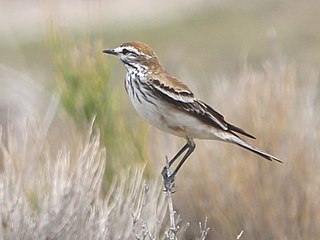 <span class="mw-page-title-main">Rusty-backed monjita</span> Species of bird