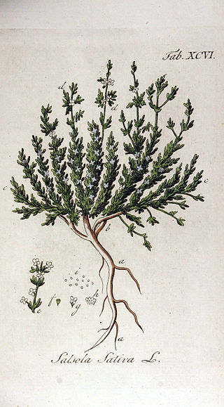 <i>Halogeton</i> Genus of flowering plants