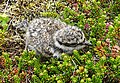 Charadrius hiaticula chick in Iceland