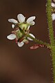 Saxifraga integrifolia