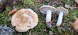 Sellerheinik Tricholoma apium Foto: Sven Pruul