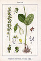 Neottia ovata vol. 4 - plate 19 in: Jacob Sturm: Deutschlands Flora in Abbildungen (Orchidaceae) (1796)