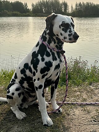 <span class="mw-page-title-main">Dalmatian dog</span> Dog breed