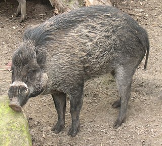 Visayan warty pig species of mammal