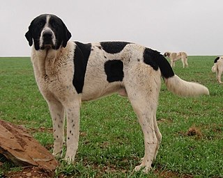 <span class="mw-page-title-main">Cão de Gado Transmontano</span> Dog breed